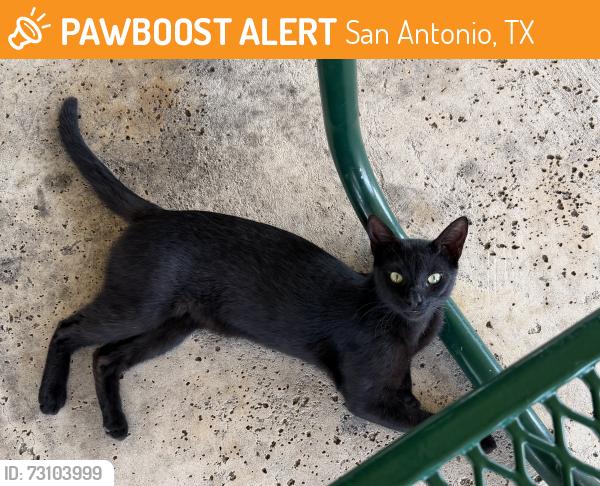 Found/Stray Unknown Cat last seen The Terraces at Alamo Ranch, San Antonio, TX 78253