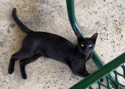 Found/Stray Unknown Cat last seen The Terraces at Alamo Ranch, San Antonio, TX 78253