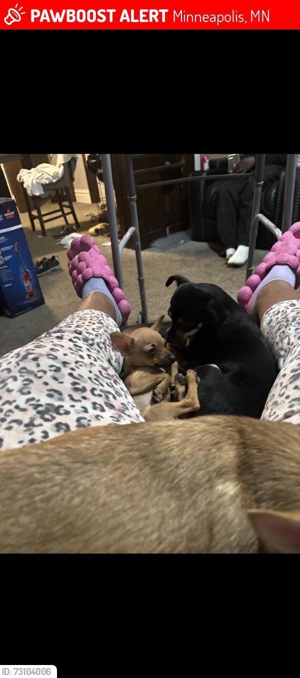 Lost Female Dog last seen Near queen ave n, Minneapolis, MN 55411