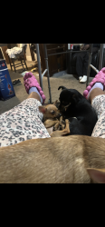 Lost Female Dog last seen Near queen ave n, Minneapolis, MN 55411