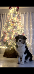 Lost Female Dog last seen Dodd St. and Jurupa Rd., Jurupa Valley, CA 91752