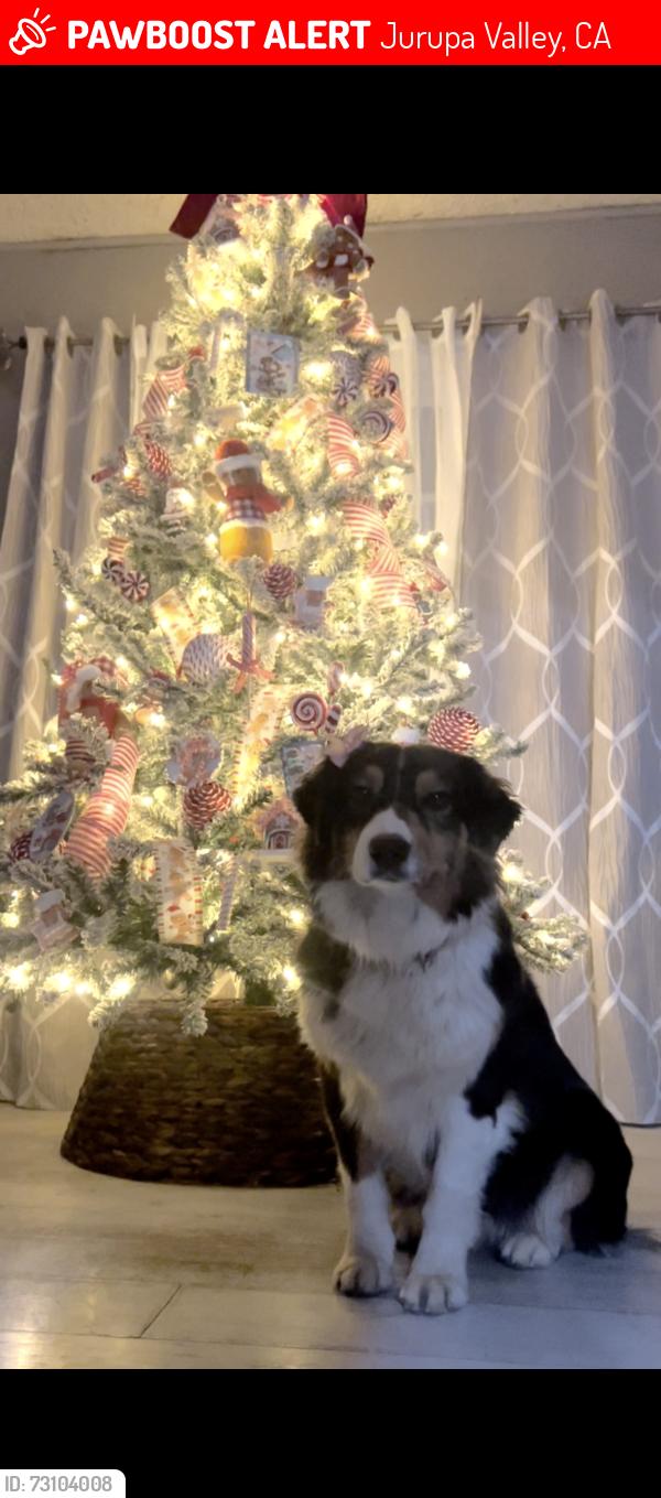 Lost Female Dog last seen Dodd St. and Jurupa Rd., Jurupa Valley, CA 91752