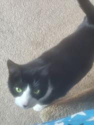 Reunited Female Cat last seen Oak Street, Port Monmouth, Middletown Township, NJ 07758