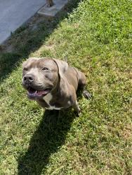 Lost Male Dog last seen Alameda Firestone, Los Angeles, CA 90002
