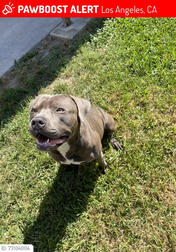 Lost Male Dog last seen Alameda Firestone, Los Angeles, CA 90002