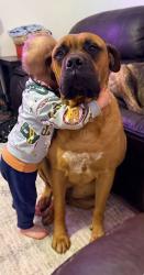 Reunited Male Dog last seen Wadsworth & Kingsway, Canutillo, TX 79835