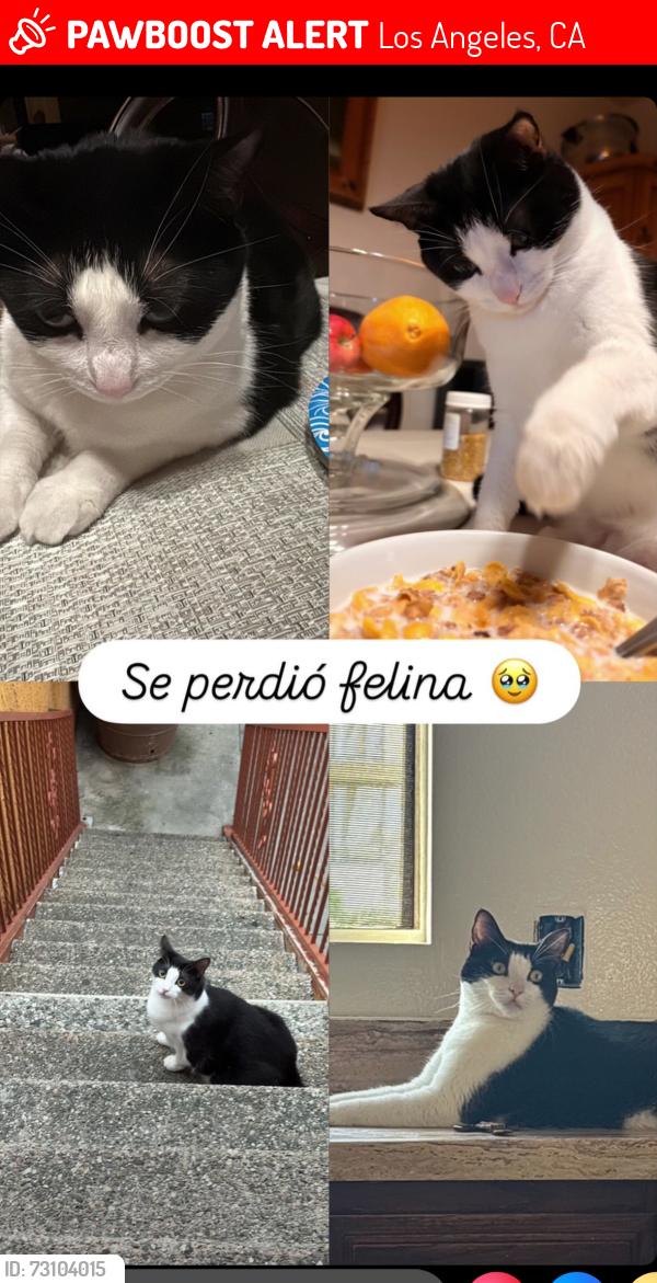 Lost Female Cat last seen S Orange dr, Los Angeles, CA 90016