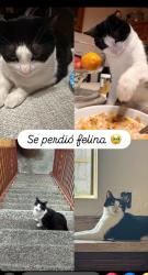 Lost Female Cat last seen S Orange dr, Los Angeles, CA 90016