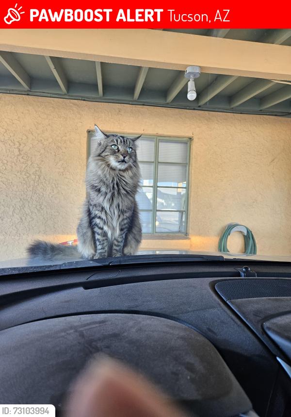 Lost Female Cat last seen Roger 1st ave, Tucson, AZ 85719