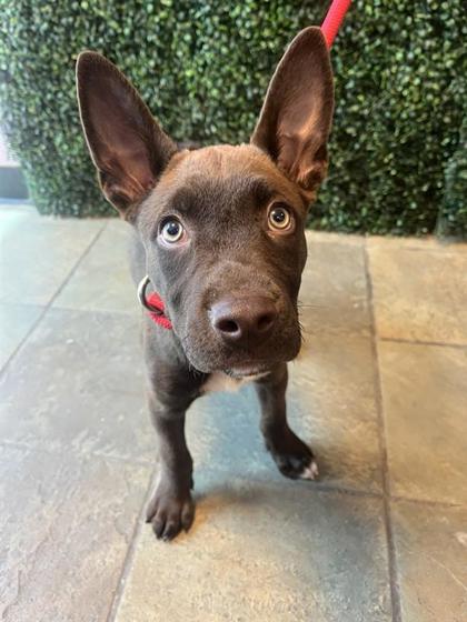 Shelter Stray Male Dog last seen Near Horizon Blvd, COUNTY of El Paso, TX, 5001 Fred Wilson Ave, El Paso, TX 79906, USA