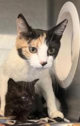 Shelter Stray Female Cat last seen Near ZACATAL DR, COUNTY of El Paso, TX, 5001 Fred Wilson Ave, El Paso, TX 79906, USA