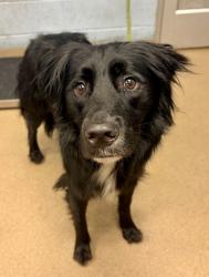 Shelter Stray Male Dog last seen Near Britt Rd, Tucker, GA 30084, 30084, GA, 3280 Chamblee Dunwoody Rd, Chamblee, GA 30341, USA