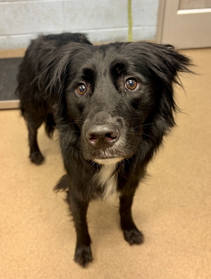Shelter Stray Male Dog last seen Near Britt Rd, Tucker, GA 30084, 30084, GA, 3280 Chamblee Dunwoody Rd, Chamblee, GA 30341, USA