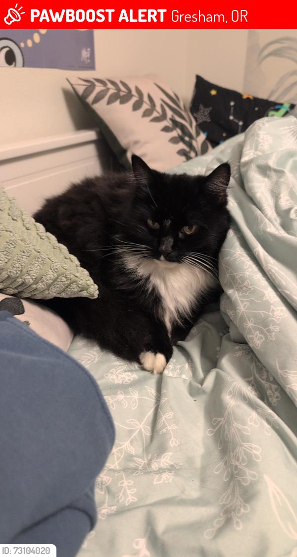 Lost Female Cat last seen Salquist, Gresham, OR 97080