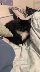 Lost Female Cat last seen Salquist, Gresham, OR 97080