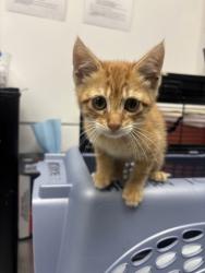 Shelter Stray Female Cat last seen 90th ave and bancroft, Oakland, CA, 1101 29th Ave, Oakland, CA 94601, USA