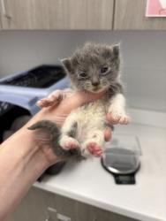 Shelter Stray Female Cat last seen Topping & Anderson, KCMO, 64123, 64123, MO, 7077 Elmwood Ave, Kansas City, MO 64132, USA
