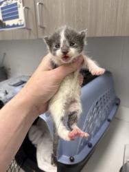 Shelter Stray Female Cat last seen Topping & Anderson, KCMO, 64123, 64123, MO, 7077 Elmwood Ave, Kansas City, MO 64132, USA