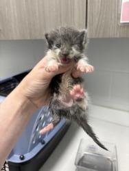 Shelter Stray Female Cat last seen Topping & Anderson, KCMO, 64123, 64123, MO, 7077 Elmwood Ave, Kansas City, MO 64132, USA