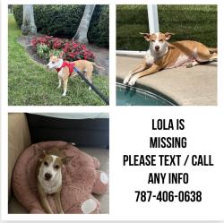 Reunited Female Dog last seen Remington , Kissimmee, FL 34744
