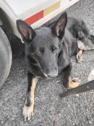 Found/Stray Male Dog last seen Near applewood ln, Albuquerque, NM 87120