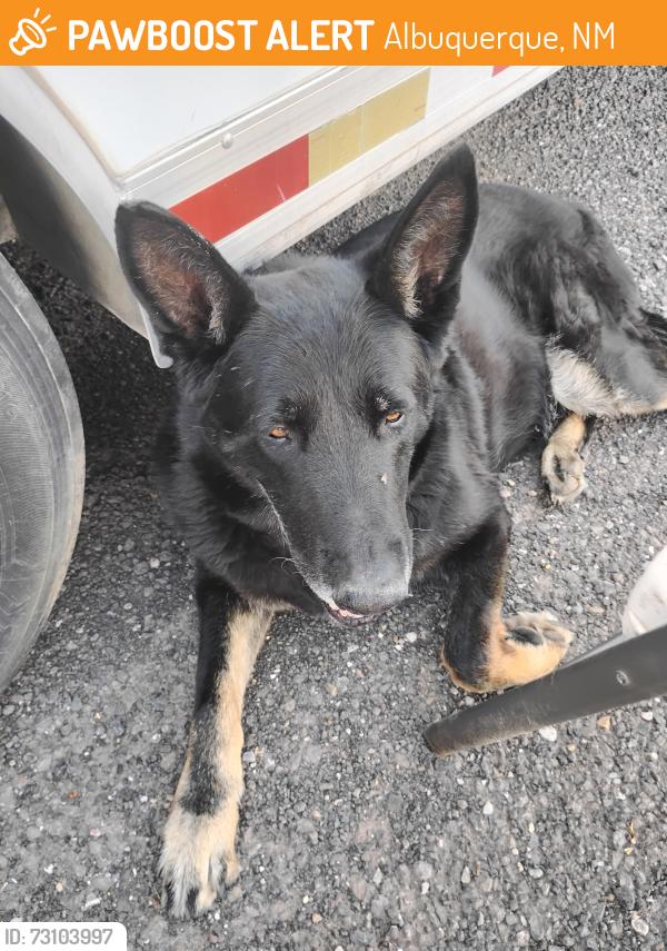 Found/Stray Male Dog last seen Near applewood ln, Albuquerque, NM 87120