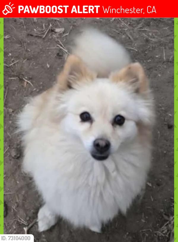 Lost Female Dog last seen Near wesley st, winchester, ca, Winchester, CA 92596
