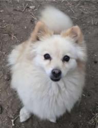 Lost Female Dog last seen Near wesley st, winchester, ca, Winchester, CA 92596