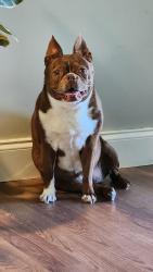 Lost Female Dog last seen Fresh field farms, Orlando, FL 32806