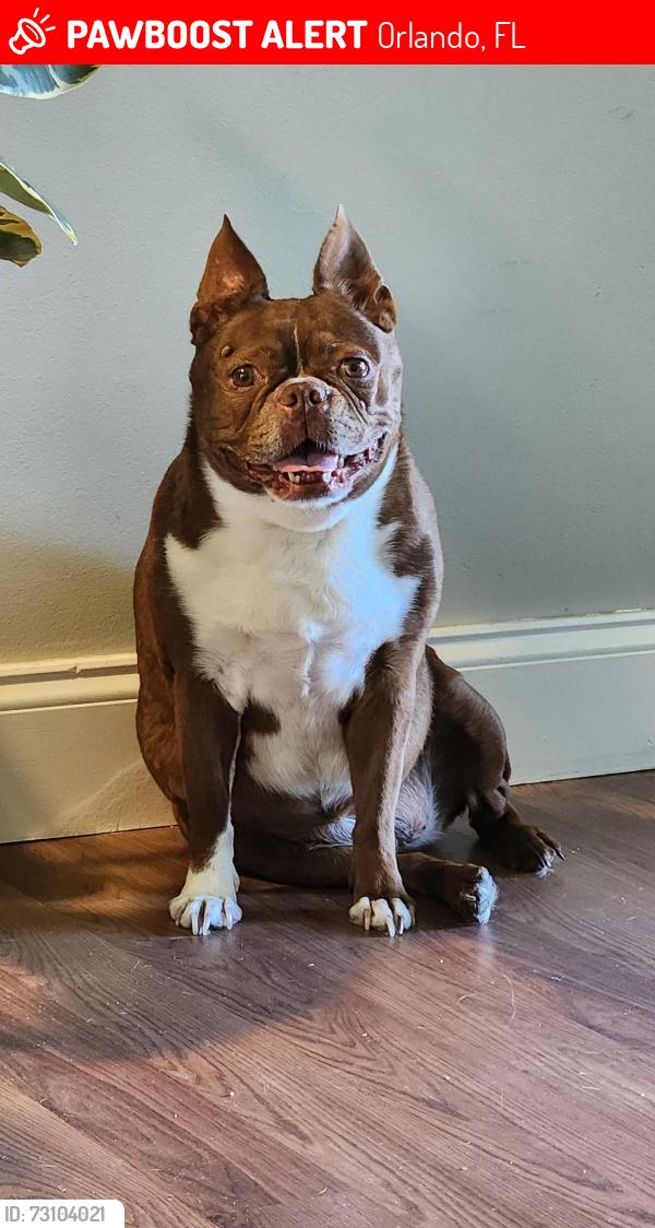 Lost Female Dog last seen Fresh field farms, Orlando, FL 32806