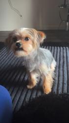Reunited Male Dog last seen Fairfield, West Pensacola, FL 32506