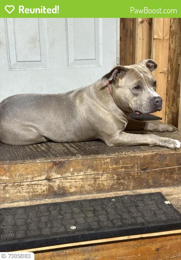 Reunited Female Dog last seen Stelio’s Restaurant, Merrillville, IN 46410