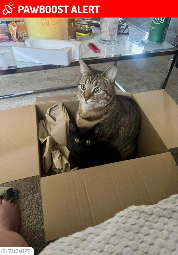 Lost Male Cat last seen Lincoln Way, East Riding of Yorkshire, England HU17 8UQ