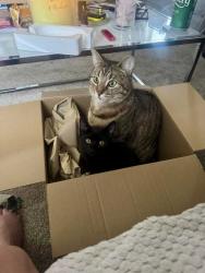 Lost Male Cat last seen Lincoln Way, East Riding of Yorkshire, England HU17 8UQ