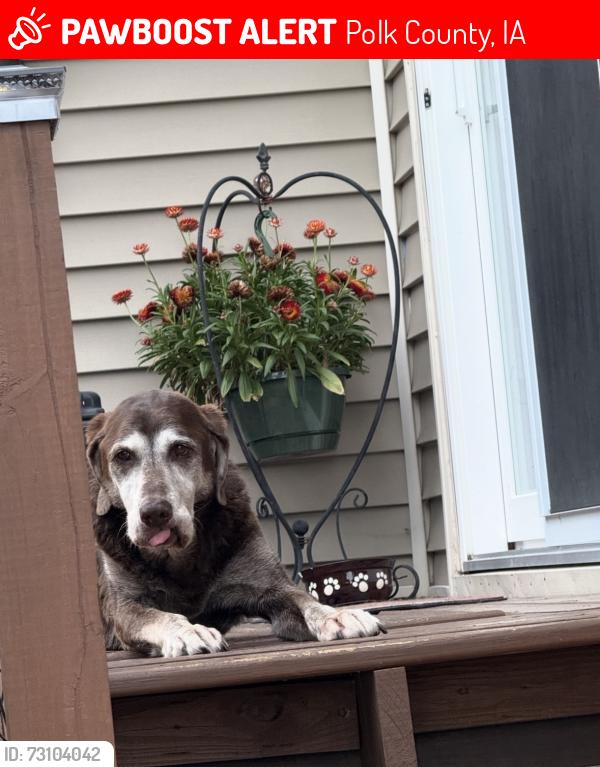 Lost Female Dog last seen 100th Street- Clive Greenbelt Park, Polk County, IA 50325