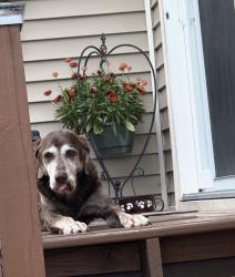 Lost Female Dog last seen 100th Street- Clive Greenbelt Park, Polk County, IA 50325