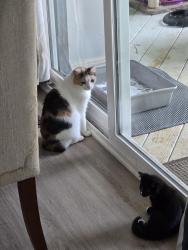 Lost Female Cat last seen Phillips Rd. & Matthews-Mint Hill Rd., Matthews, NC 28105