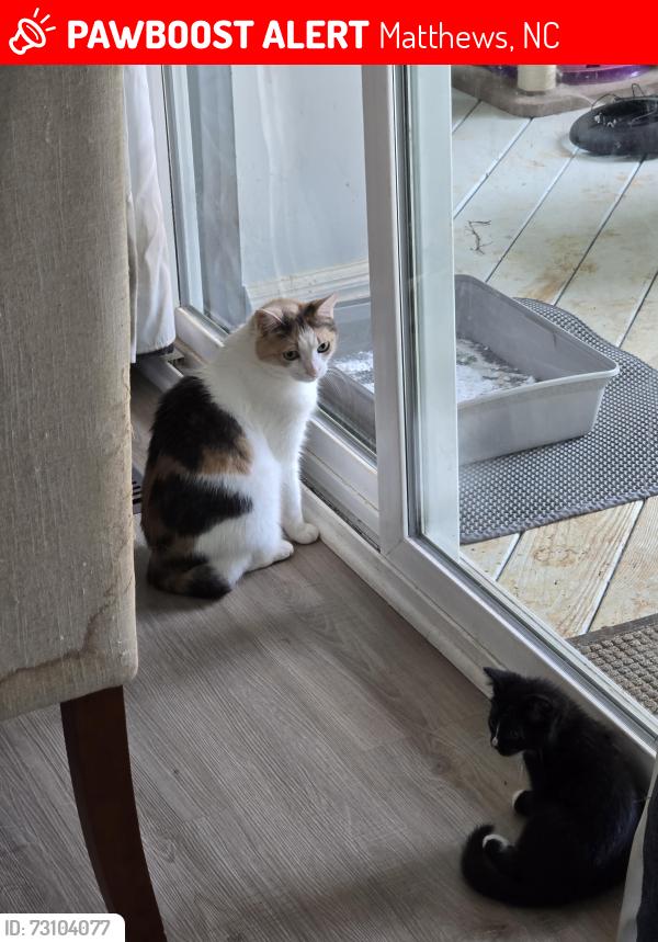 Lost Female Cat last seen Phillips Rd. & Matthews-Mint Hill Rd., Matthews, NC 28105
