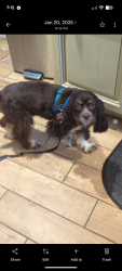 Lost Female Dog last seen 5th and Hulman, Terre Haute, IN 47802