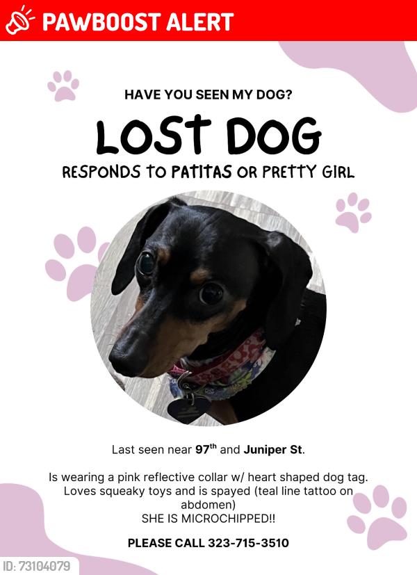 Lost Female Dog last seen 97th street between juniper st and croeuses ave, Florence-Graham, CA 90002