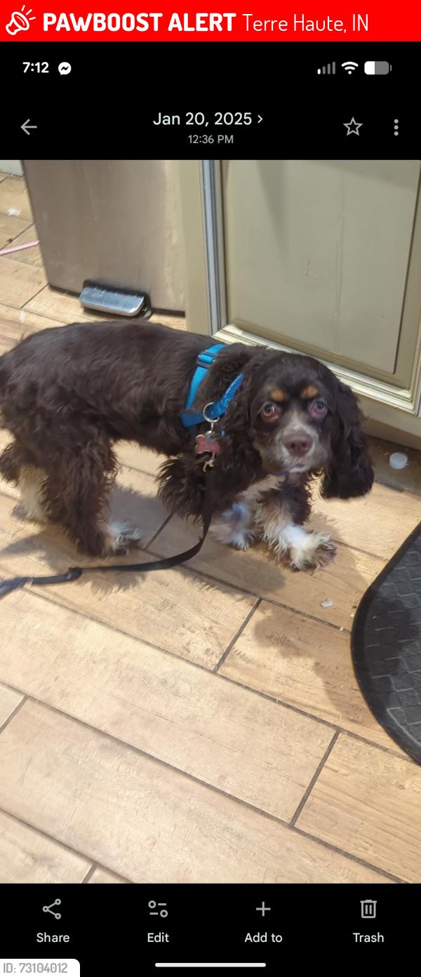 Lost Female Dog last seen 5th and Hulman, Terre Haute, IN 47802