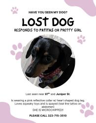 Lost Female Dog last seen 97th street between juniper st and croeuses ave, Florence-Graham, CA 90002