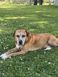 Lost Male Dog last seen Austin Junior High, Decatur, AL 35601