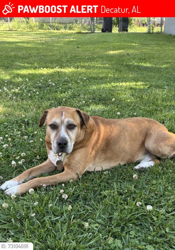 Lost Male Dog last seen Austin Junior High, Decatur, AL 35601