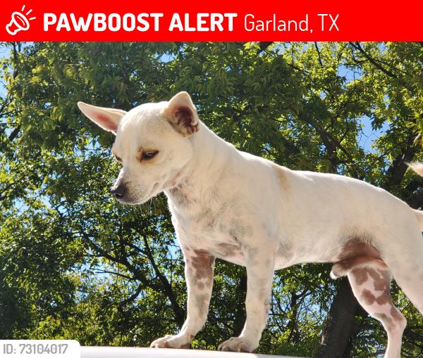 Lost Male Dog last seen Dairy rd, Garland, TX 75041