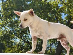 Lost Male Dog last seen Dairy rd, Garland, TX 75041