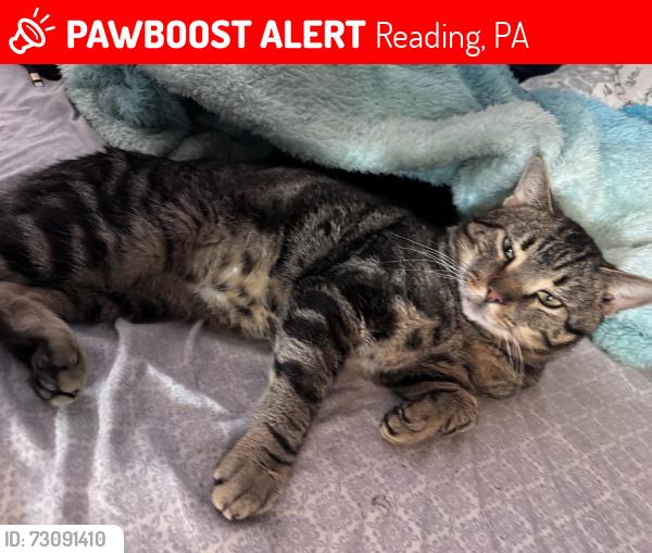 Lost Male Cat last seen Near Fairview ave, ran up into the woods, Reading, PA 19606