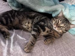 Lost Male Cat last seen Near Fairview ave, ran up into the woods, Reading, PA 19606