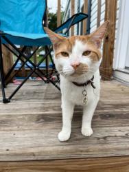 Found/Stray Male Cat last seen Hickory knoll, Indianapolis, IN 46237