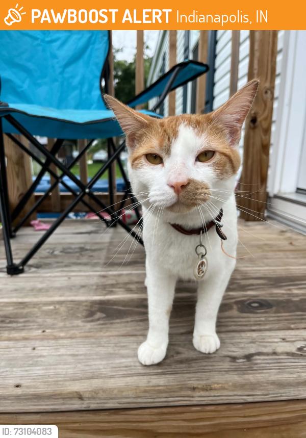 Found/Stray Male Cat last seen Hickory knoll, Indianapolis, IN 46237